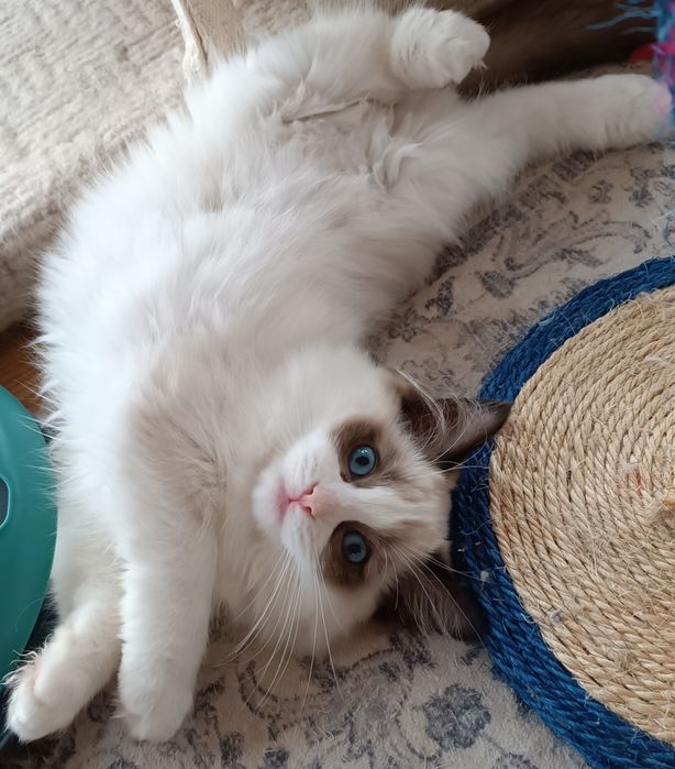 Kotka Ragdoll z legalnej hodowli