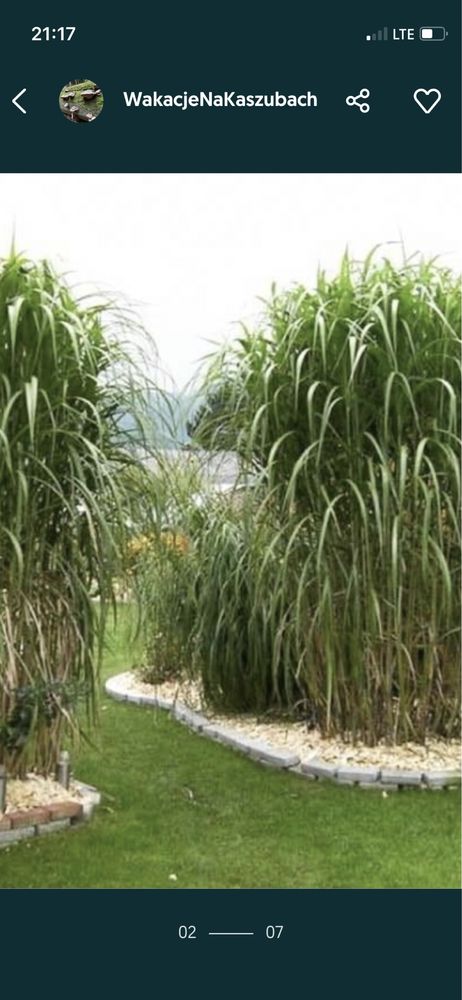 Mislamty byliny trawa wysoka do 3-4 m