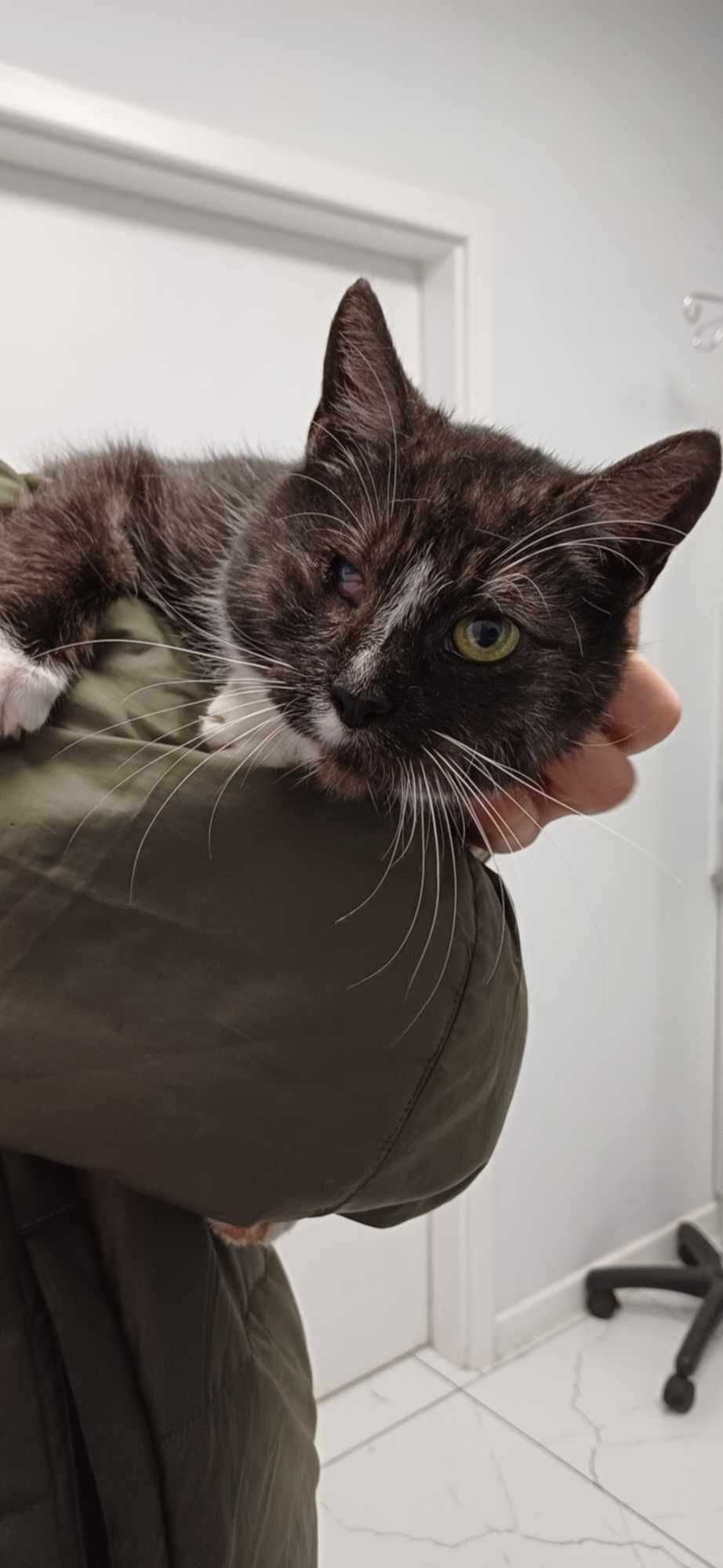 Kotka w typie karpati poleca się do adopcji