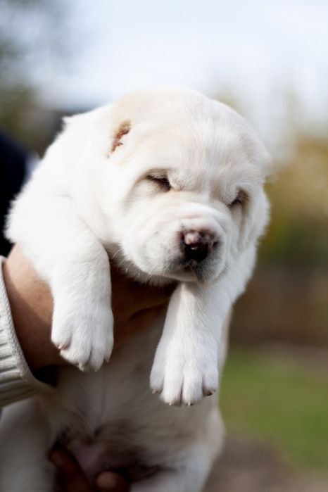 Щенок Среднеазиатской овчарки