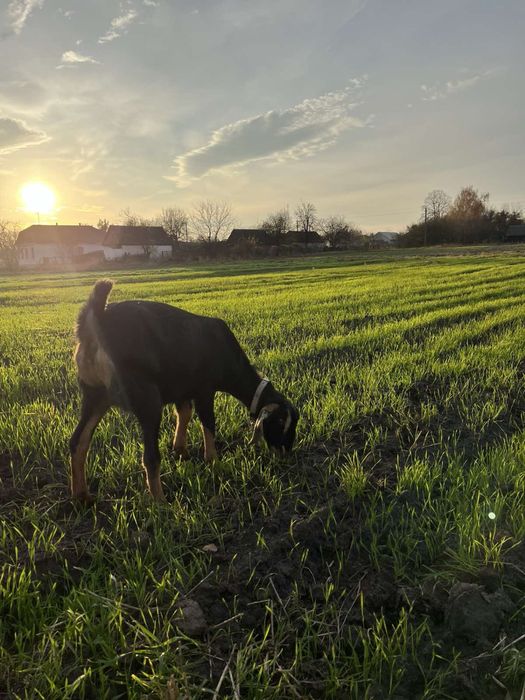 Продається козочка 75% нубо і 25% коморі