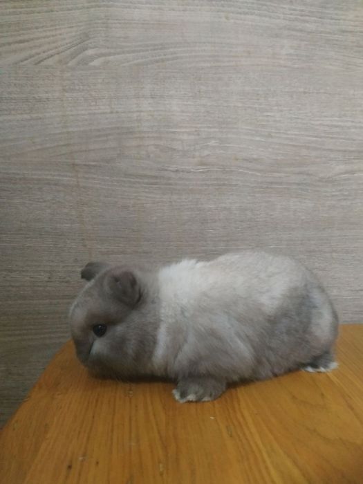 Кролик міні Лоп , міні кролик, карликовий кролик