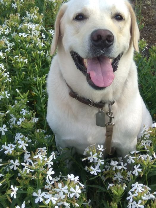 Вязка с шикарным лабрадором