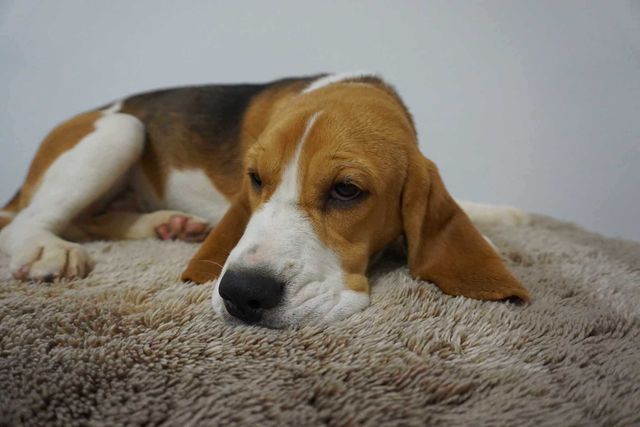 szczeniak beagle, rasowy, ZKwP (FCI), suczka