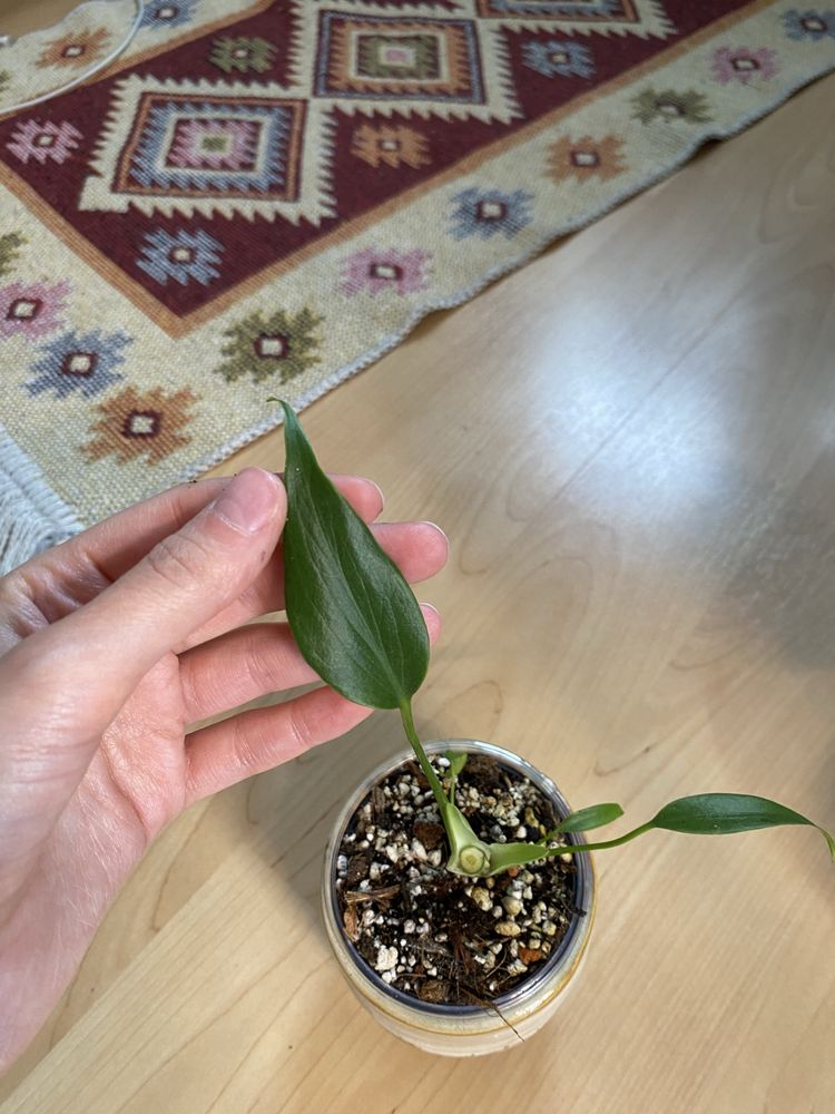 Monstera burle marx flame