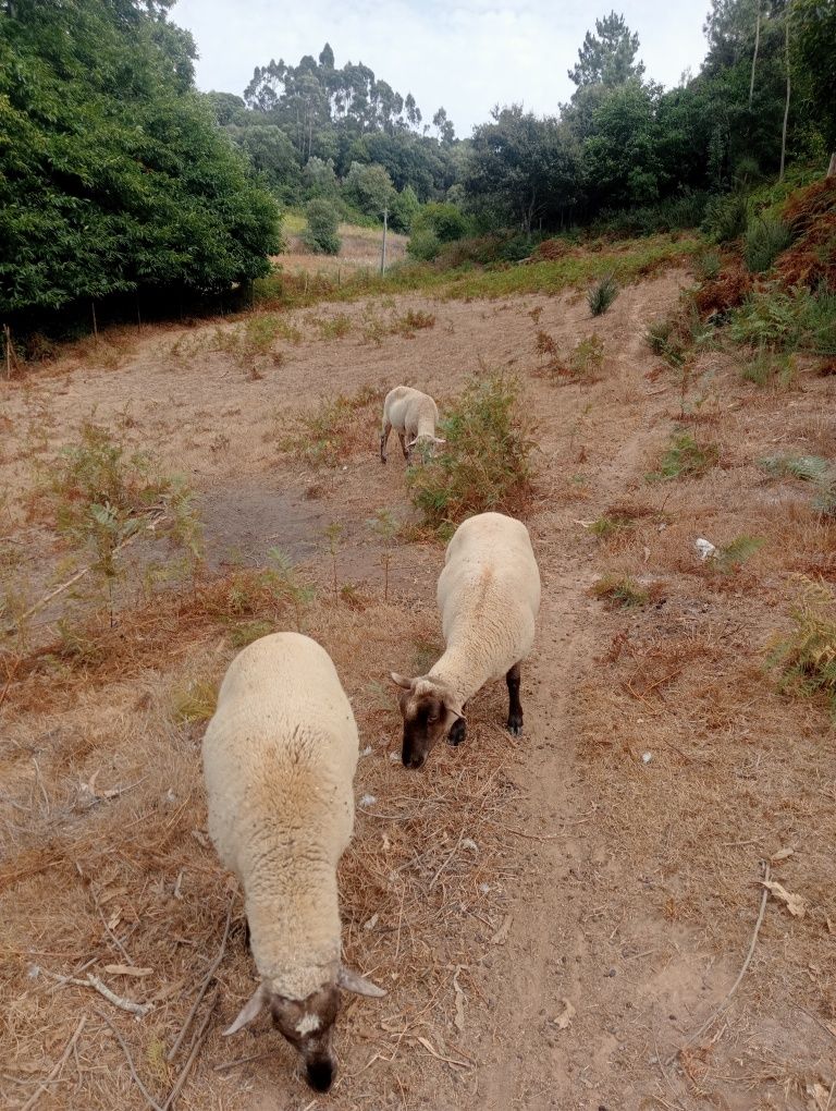 Ovelhas e borrego