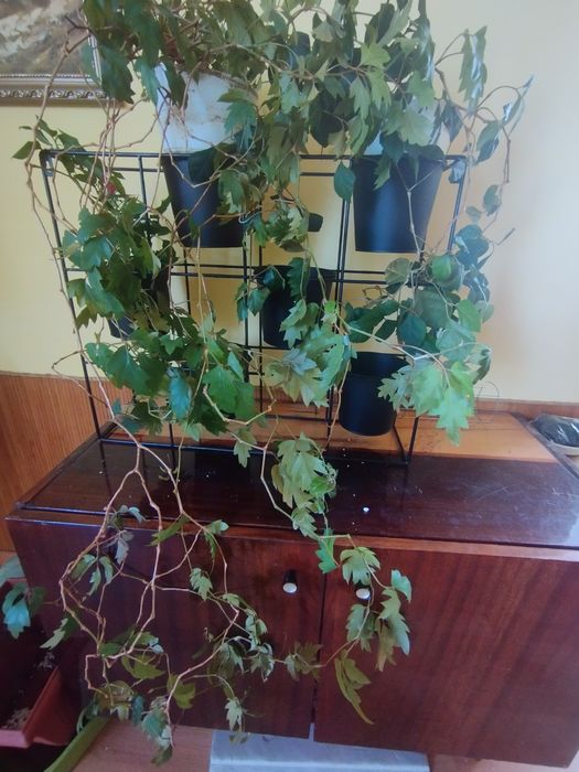 Підставка для квітів етажерка лофт loft стелаж нова jysk та квіти бону