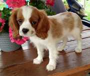 Cavalier King Charles Spaniel