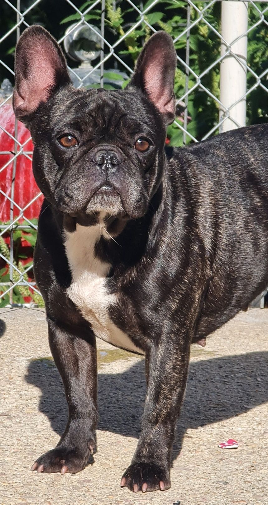 Bulldog Francês Fêmea