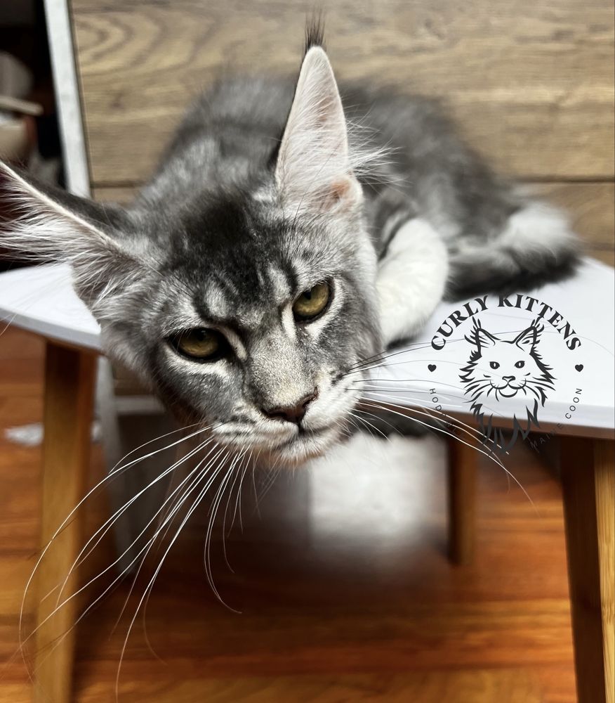 Kotka Maine Coon