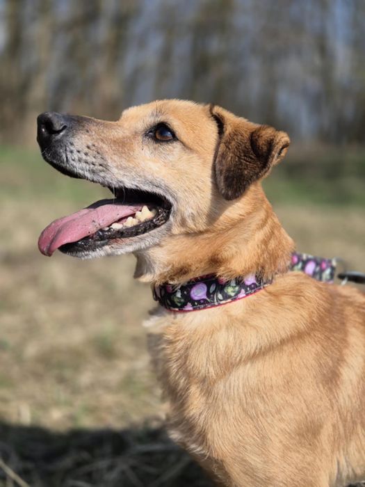 Malutka Fibi do adopcji