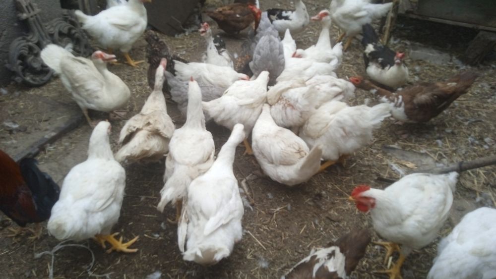 Тушки качка шипуни, гуси, кролі, кури