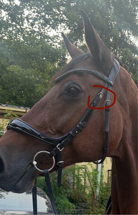 Ogłowie anatomiczne Schockemohle Equitus Beta Full