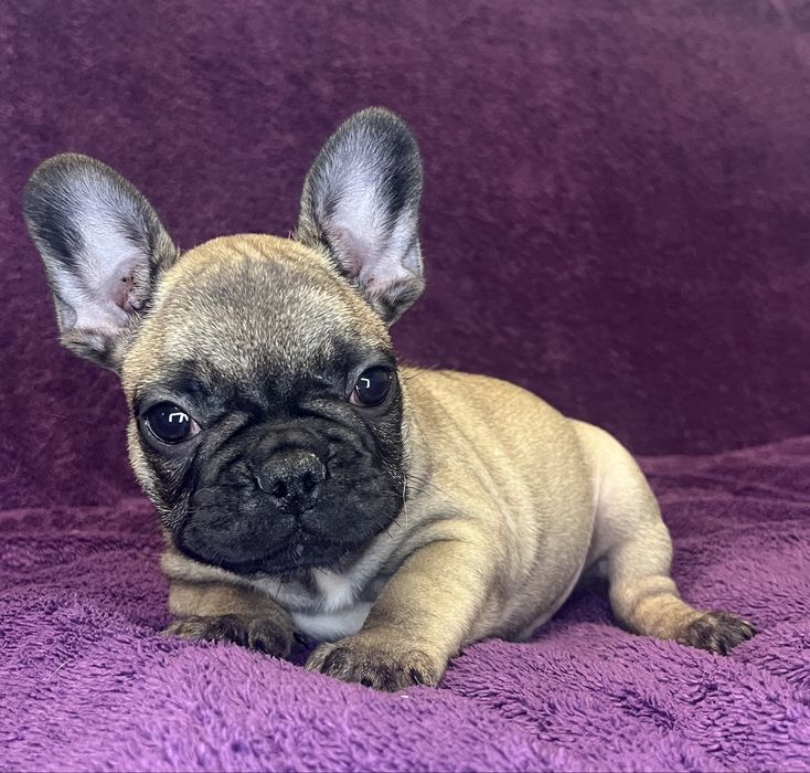Buldog Francuski - piesek ZKwP/FCI