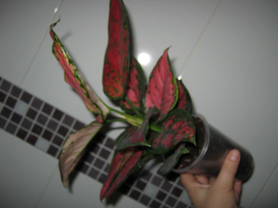 аглаонема декоративно лиственные цветы от 350грн