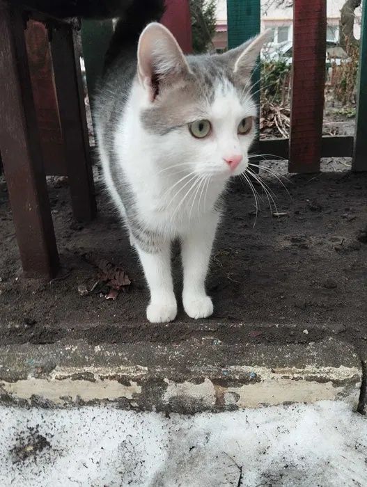 Безкоштовно котик