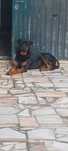 Rottweiler Puro para adopção