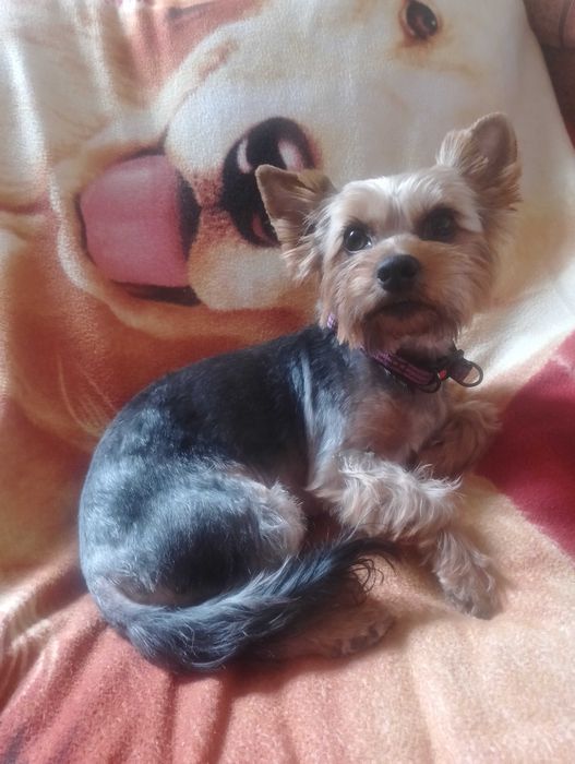 Йоркширський тер'єр