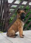 Owczarek belgijski Malinois - piesek
