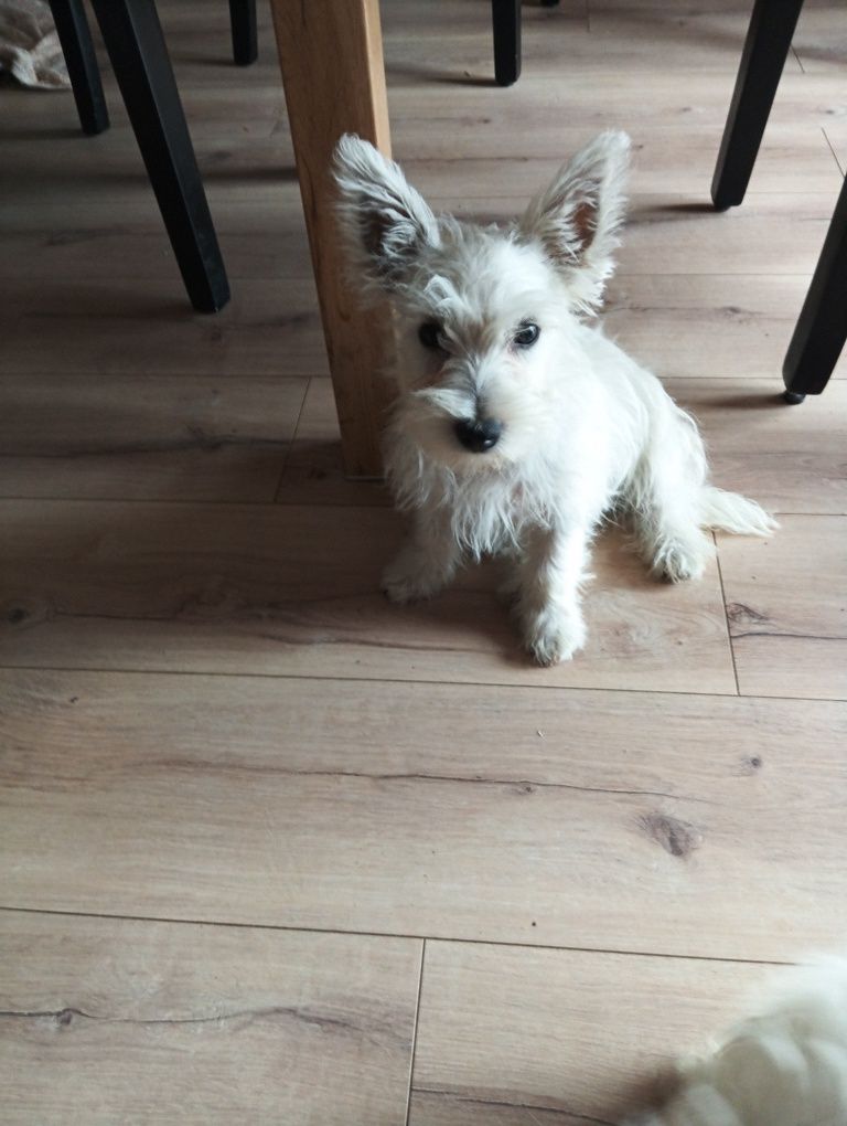 West terrier piesek