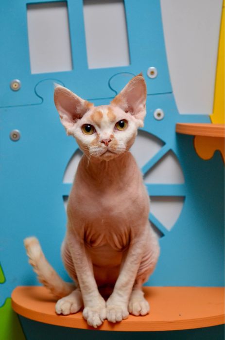 Девон рекс хлопчина