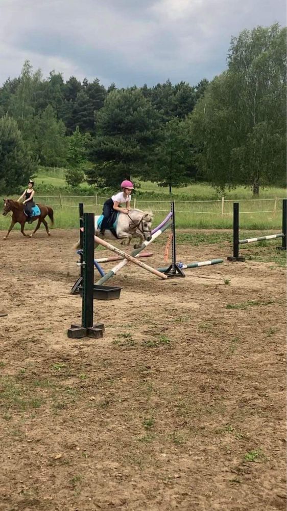 Cavaliadowy kucyk do sportu