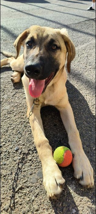 Dá-se cão Rafeiro alentejano