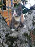 Малышка котенок кроха