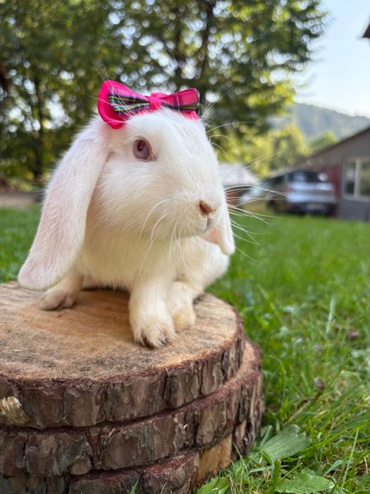 Króliczek miniaturowy baranek mini lop karzełek Teddy hodowla