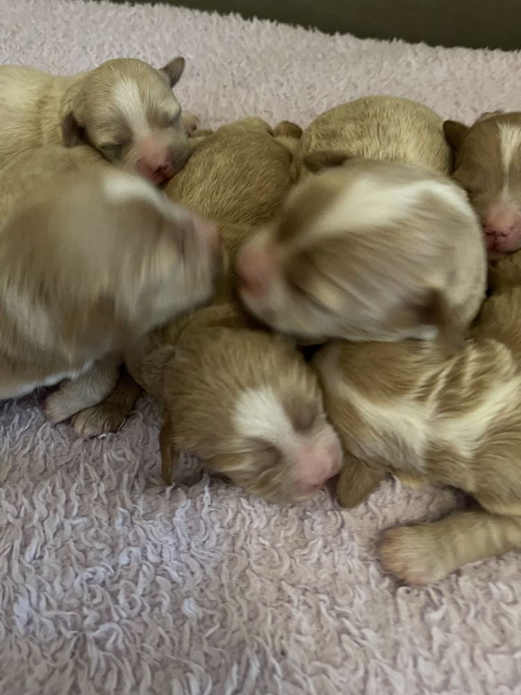 Maltipoo MINI Samiec F1