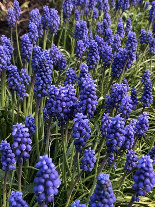 Мишиний гіацинт (ціна за 20 цибулин)або мускарі та сирійський гібіскус