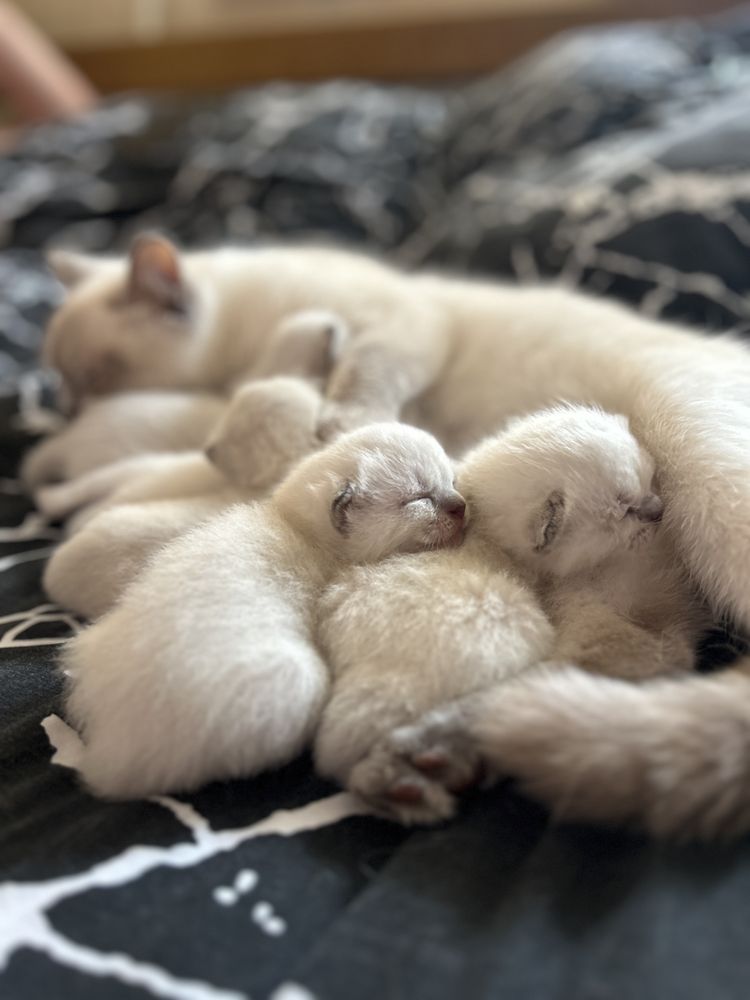 Котята окраса шотландский блю поинт