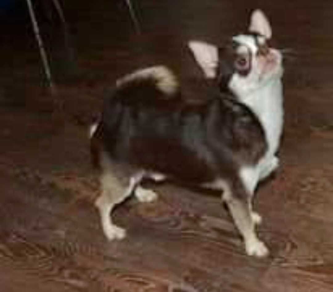 Chihuahua krótkowlosa sunia do dalszej hodowli 18 miesiecy