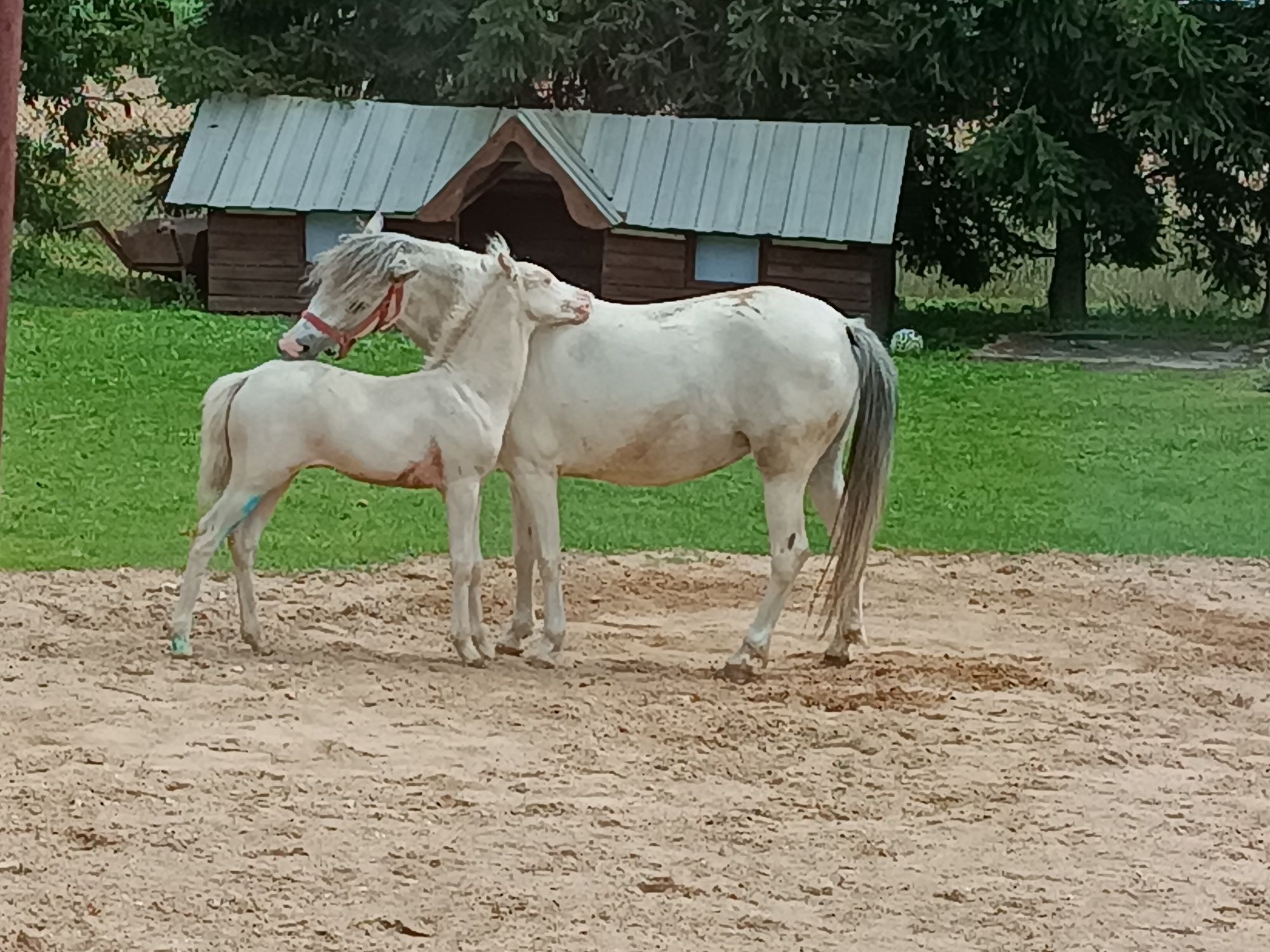 Klacz koń mały 127 cm