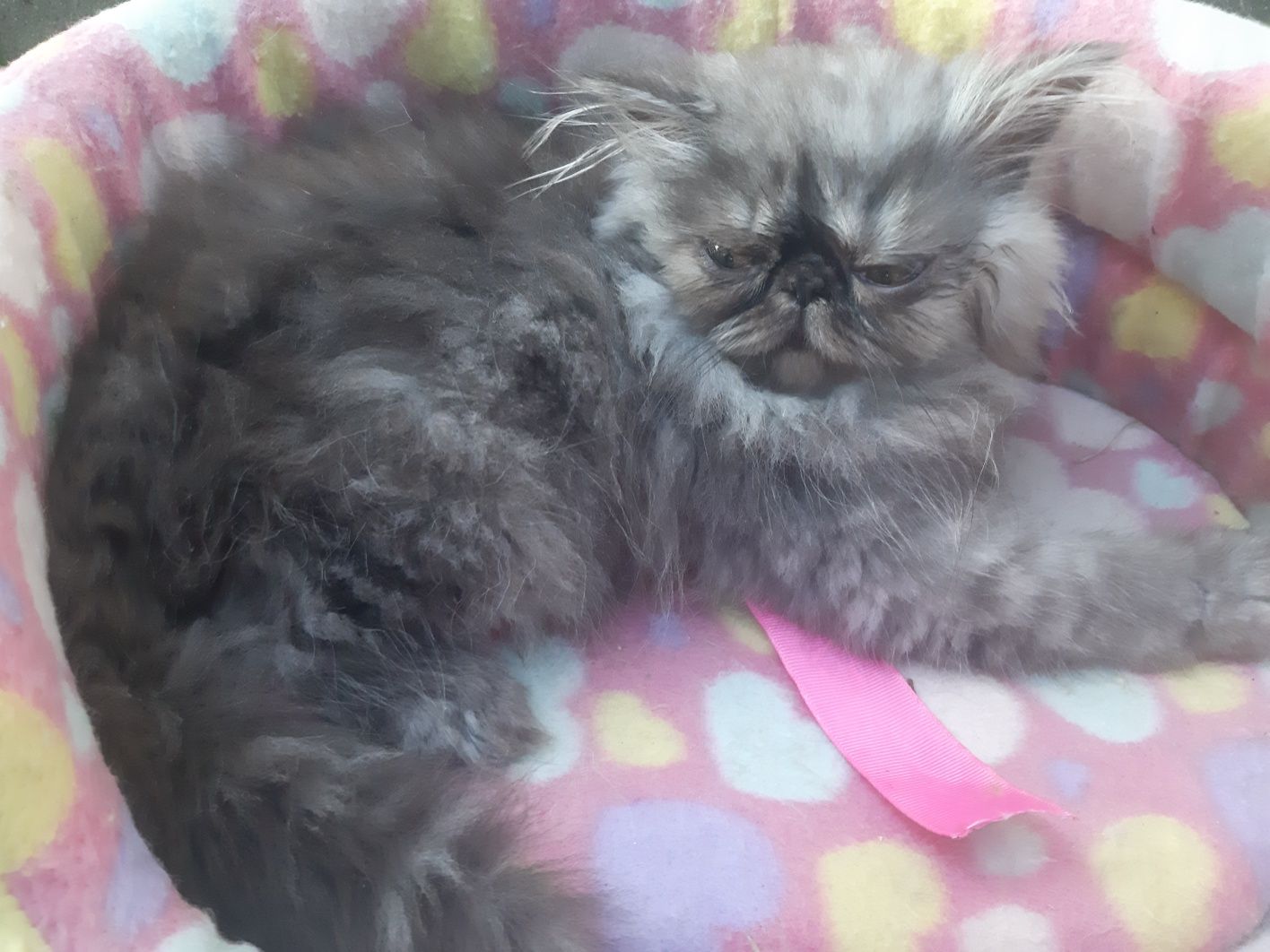Gatinha persa smoke