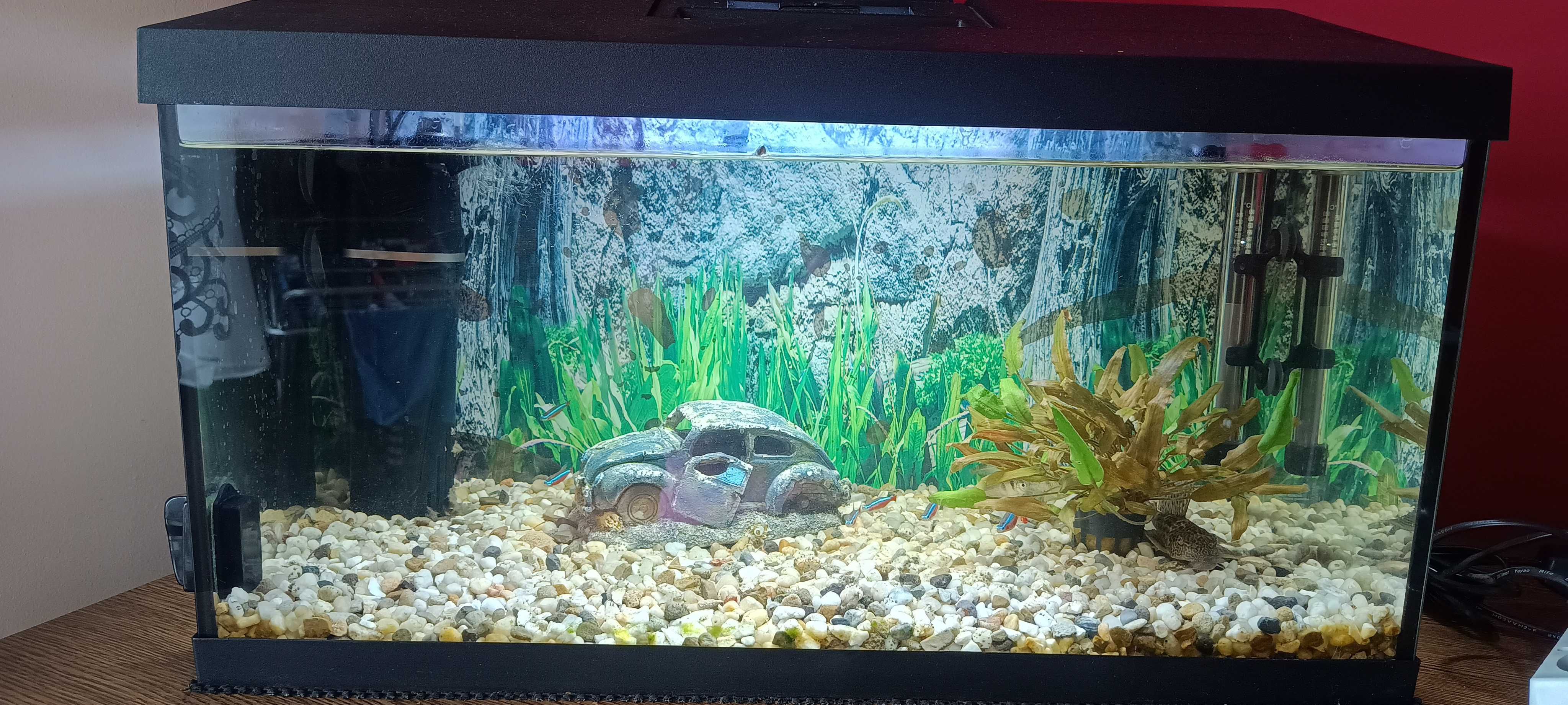 Akwarium 60l +zawartość