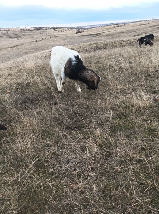 Продам козликов разных пород