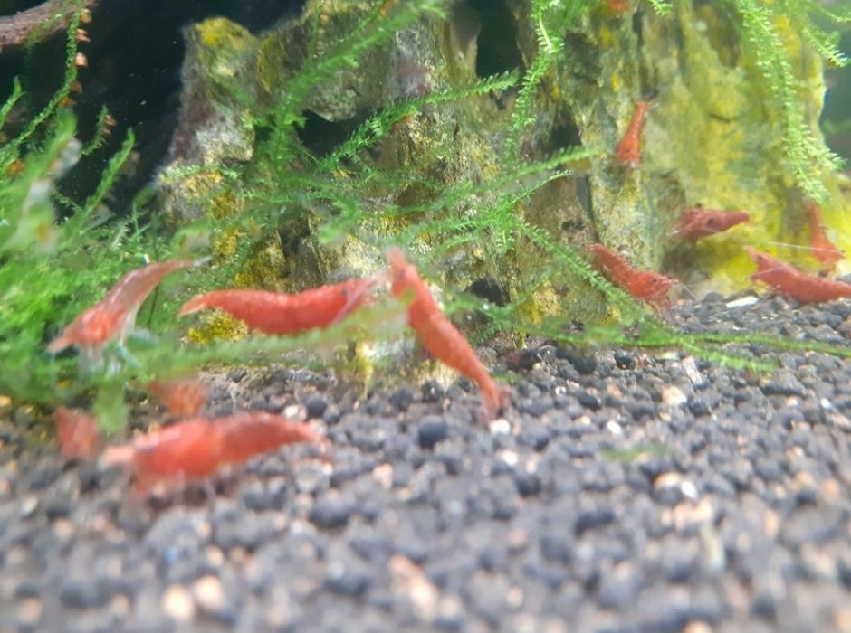 Krewetki Red Cherry 25szt. zestaw ładnie wybarwione