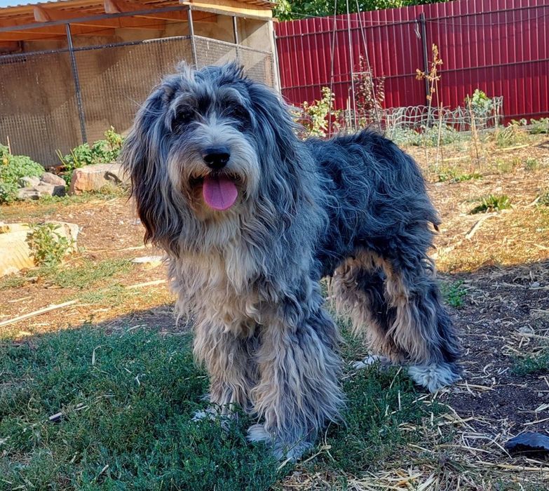 Бесплатно отдам дудля