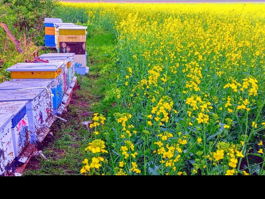 Miód pasieka Leśniewskich