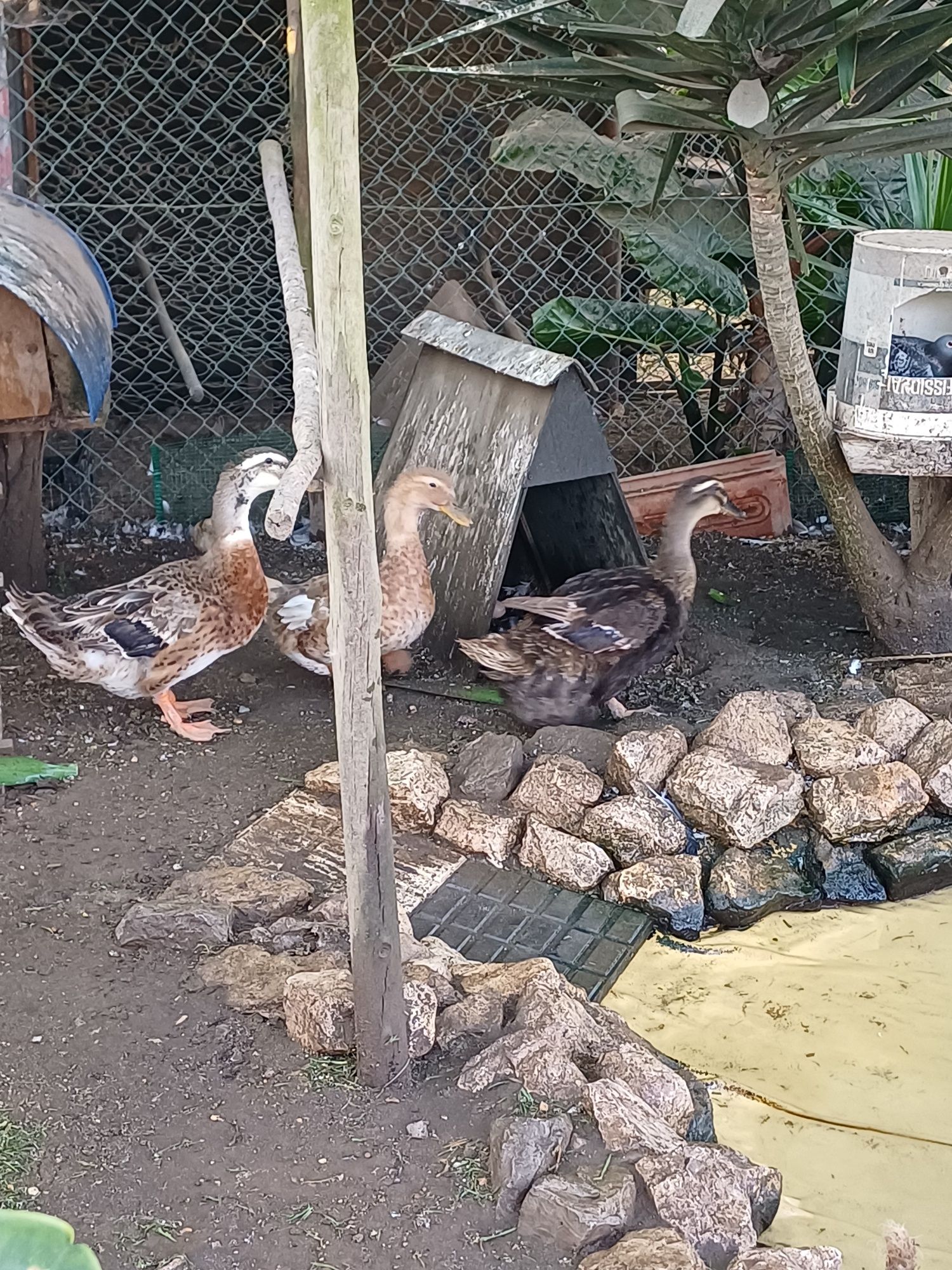 Patos rouen com 2 anos
