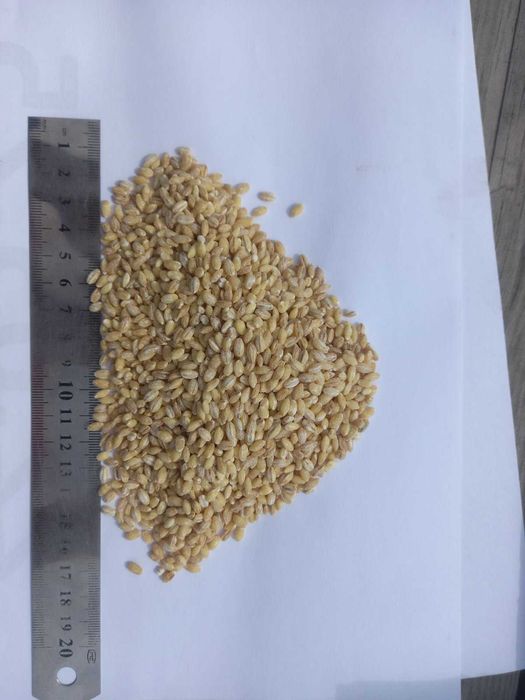 Продам крупу перлову