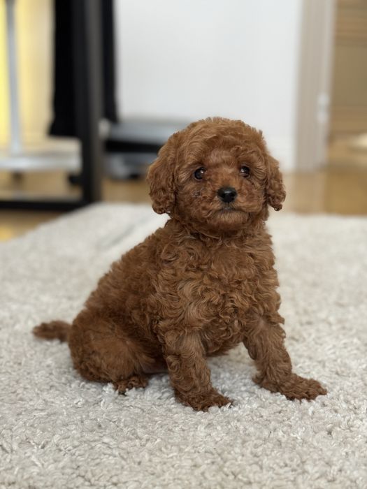 Той пудель мальчик ред браун