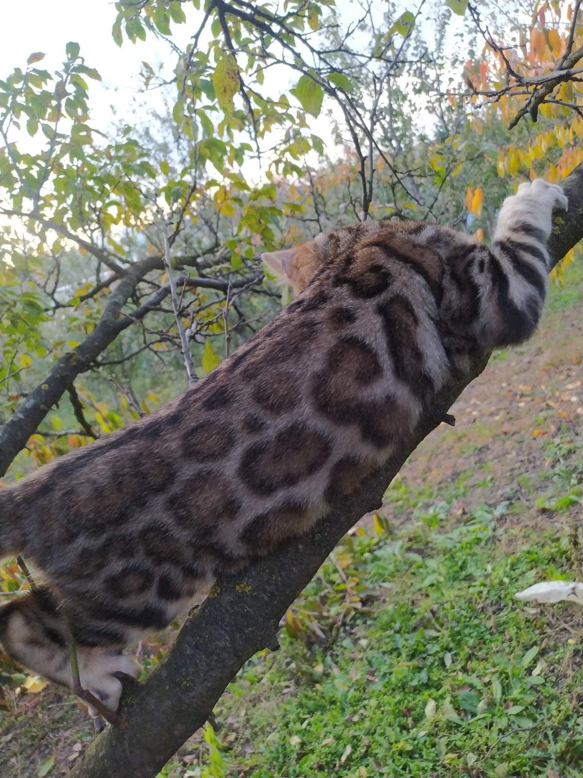 Бенгальские котята питомник.