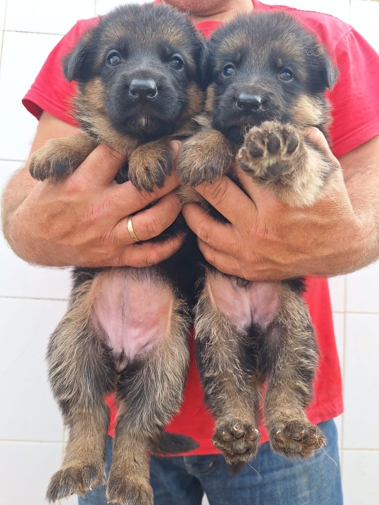 Cachorro pastor alemão