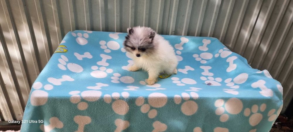 Fêmea Spitz Alemão Anão