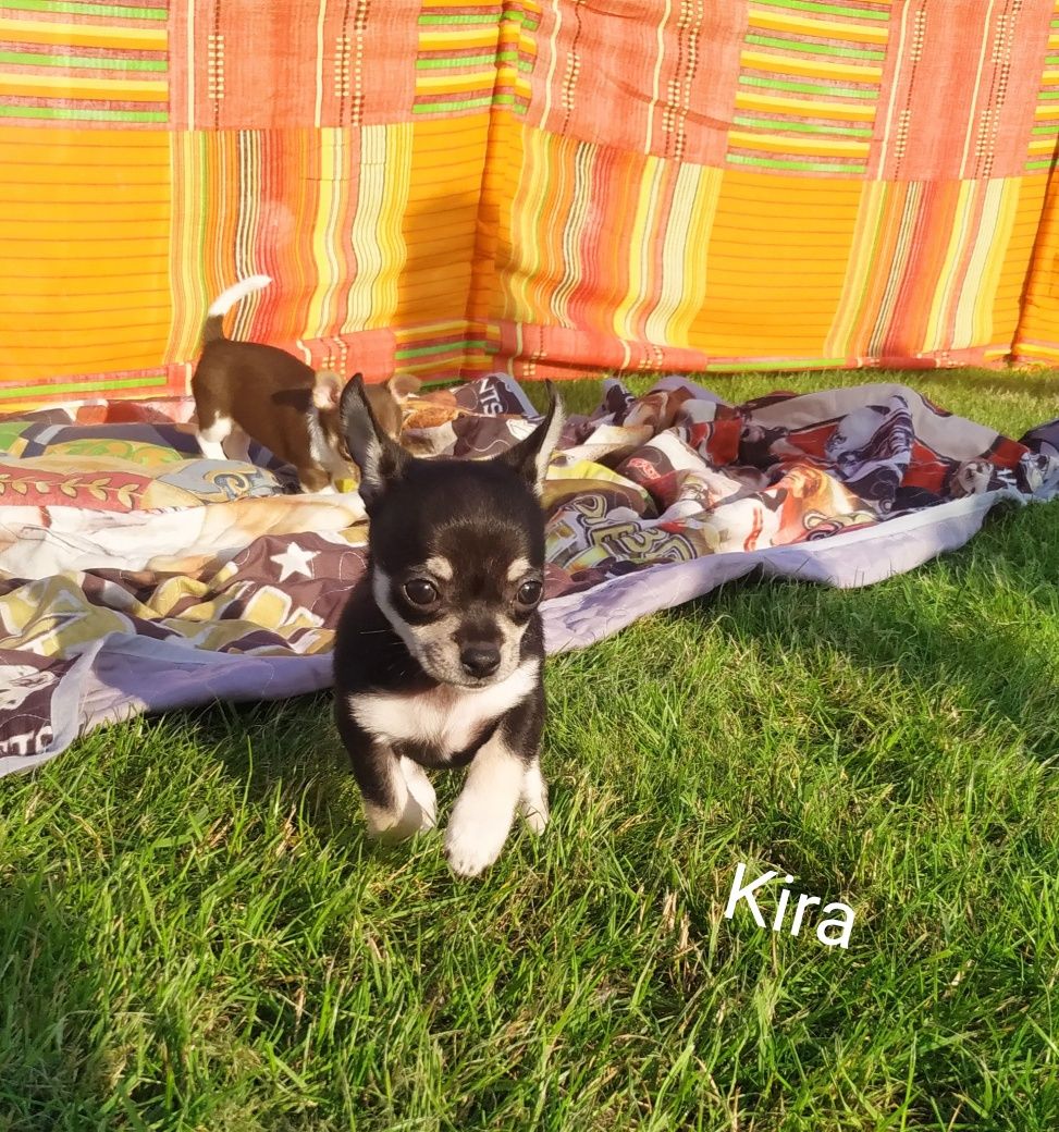 Suczka Chihuahua krótkowłosy