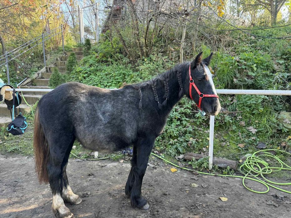 Klacz tinker sabino roczna