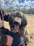 Mlody owczarek kaukaski do adopcjo!
