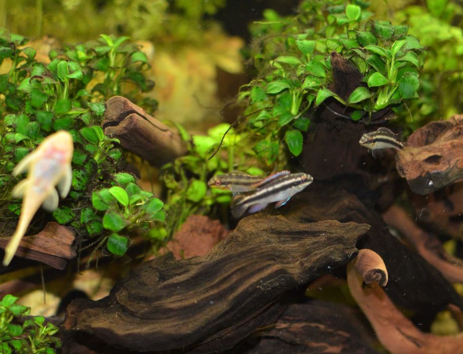 Barwniak czerwonobrzuchy młode i duże od 1,5cm -Pelvicachromis pulcher